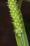 Limestone meadow sedge